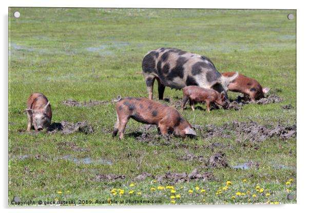 pigs in a mud farm scene Acrylic by goce risteski