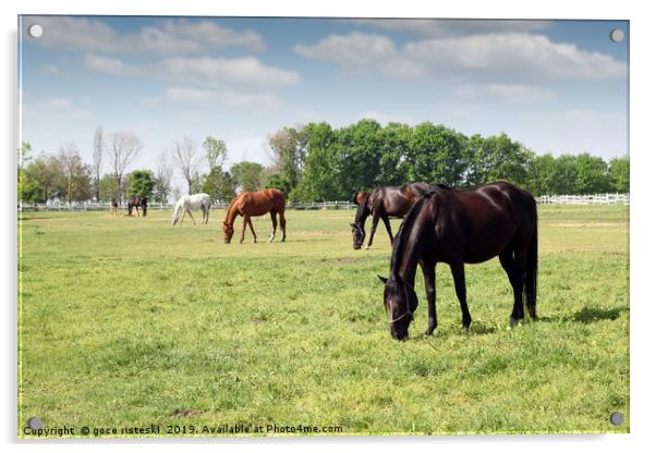 herd of horses grazing ranch scene Acrylic by goce risteski
