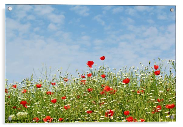 wild flowers meadow and blue sky Acrylic by goce risteski