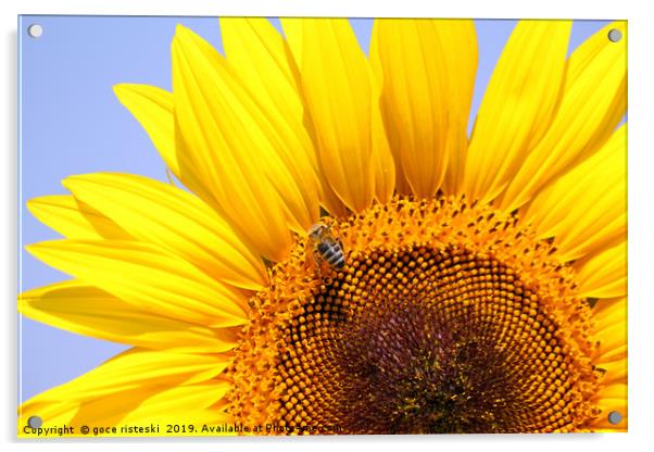 bee on sunflower close up Acrylic by goce risteski