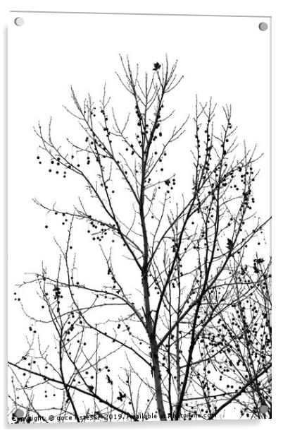 black and white tree branches autumn Acrylic by goce risteski