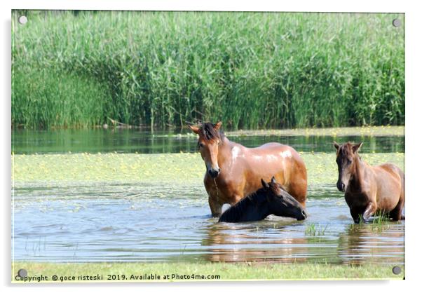 horses in water nature scene Acrylic by goce risteski