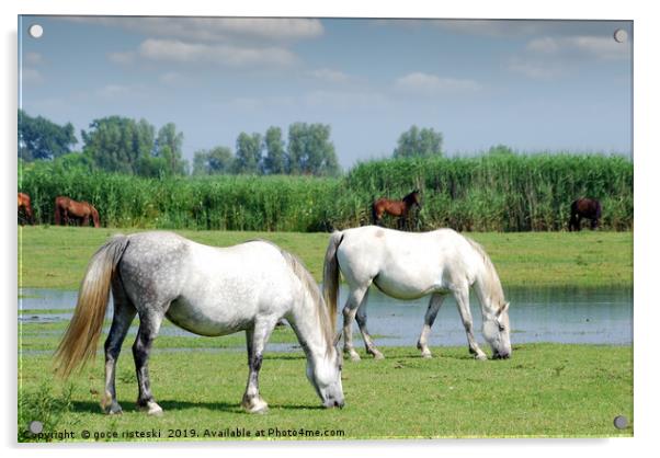 white horses on pasture farm scene  Acrylic by goce risteski