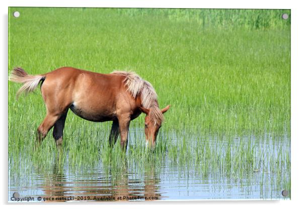 brown horse on pasture spring season Acrylic by goce risteski