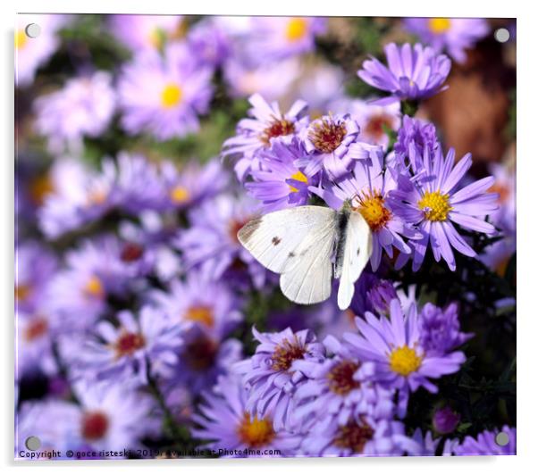 butterfly on flower nature background  Acrylic by goce risteski