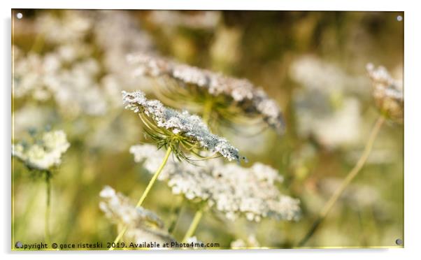 meadow spring season nature background Acrylic by goce risteski