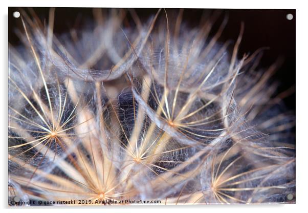 dandelion close up Acrylic by goce risteski