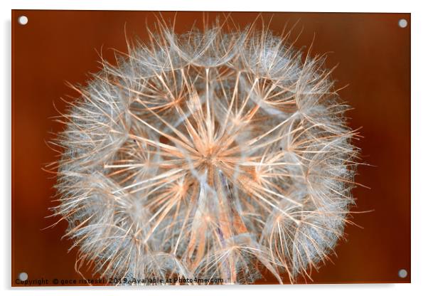 dandelion close up spring season Acrylic by goce risteski