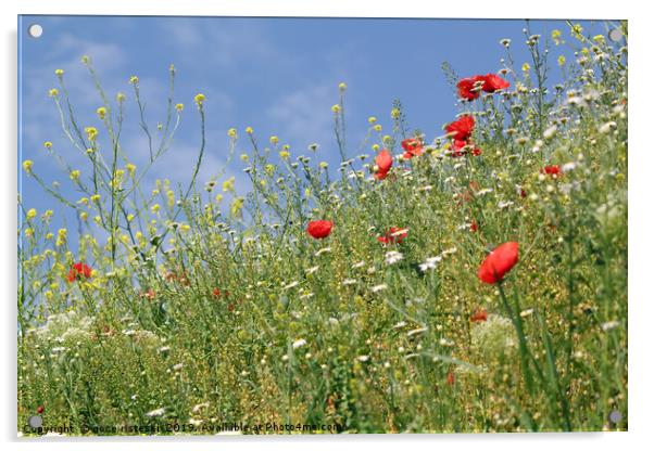 spring season wild flowers meadow Acrylic by goce risteski