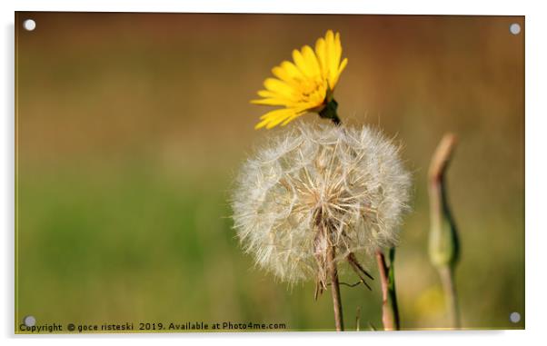 dandelion flower on meadow spring season Acrylic by goce risteski
