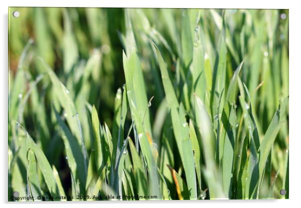 dew drop on green wheat close up Acrylic by goce risteski