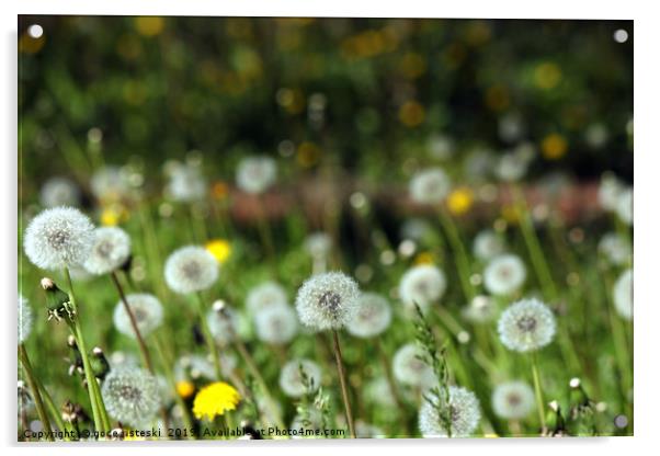 dandelion meadow spring season nature background Acrylic by goce risteski