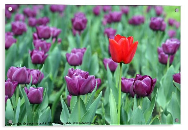 purple and one red tulip flower Acrylic by goce risteski