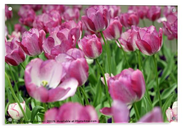 tulip flower garden spring season Acrylic by goce risteski