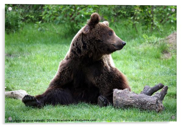 brown bear sitting on grass Acrylic by goce risteski