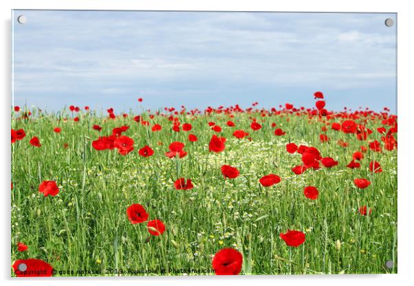 green field red poppy flowers and blue sky  Acrylic by goce risteski