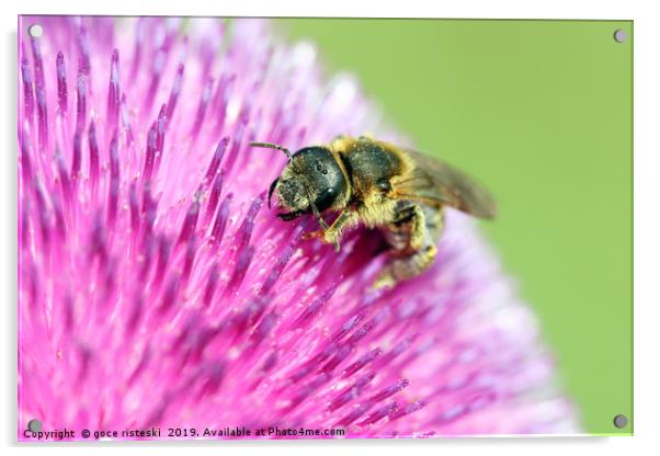 bee on flower close up Acrylic by goce risteski
