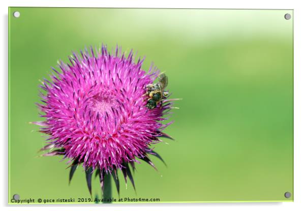 bee on flower spring season Acrylic by goce risteski