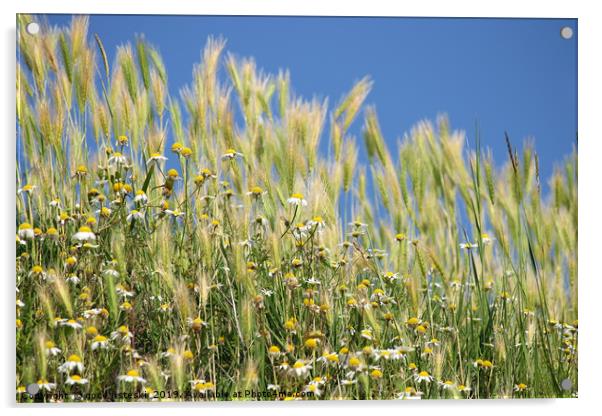 meadow with chamomile and grass close up Acrylic by goce risteski