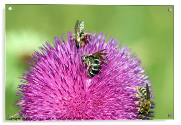 three bees on flower spring season Acrylic by goce risteski