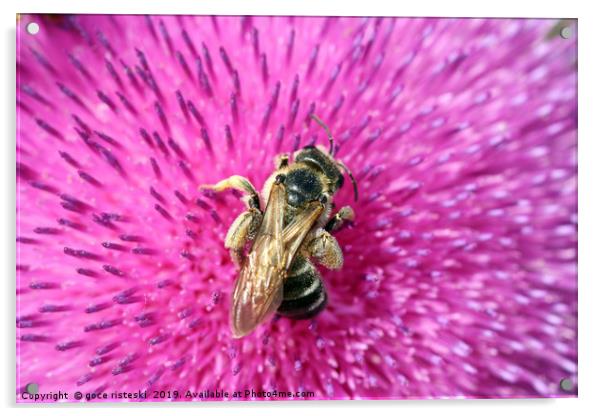 bee on flower close up nature background Acrylic by goce risteski