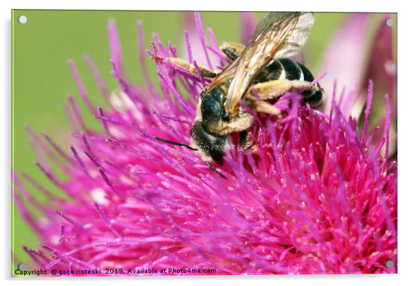 bee on flower summer season Acrylic by goce risteski