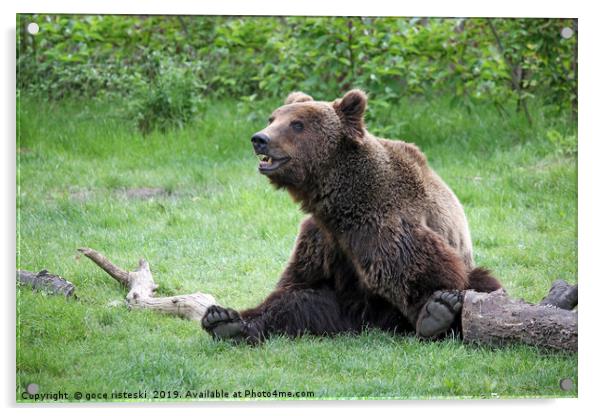 brown bear sitting on field Acrylic by goce risteski