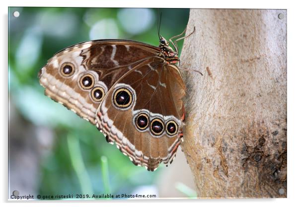 butterfly on tree close up Acrylic by goce risteski