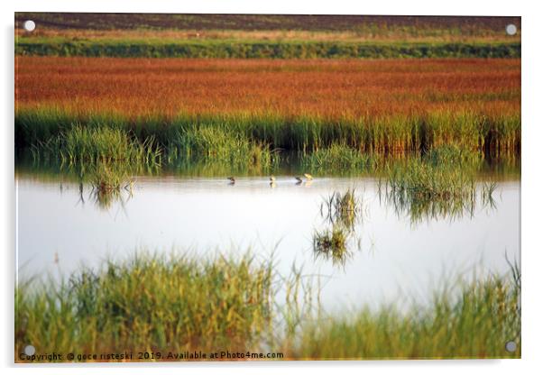 swamp with birds landscape autumn season Acrylic by goce risteski