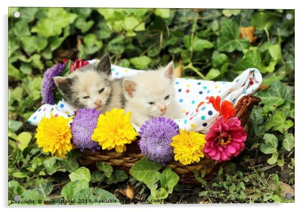 cute kittens in wicker basket Acrylic by goce risteski