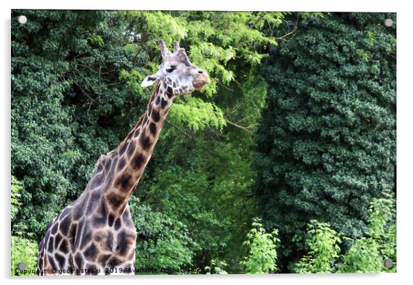giraffe in forest wildlife Acrylic by goce risteski