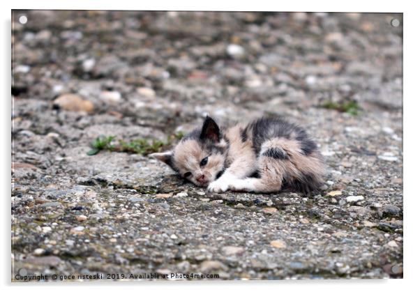 abandoned kitten lying on the ground  Acrylic by goce risteski