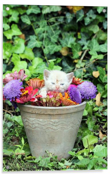 cute kitten in a vase with flowers  Acrylic by goce risteski