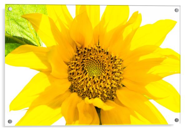 Yellow Sunflower basking in the summer sunlight Acrylic by Dave Denby