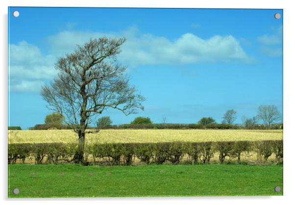 Lonely Tree Acrylic by Mark Fieldsend