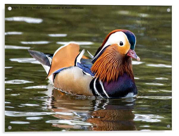 Majestic Mandarin Duck in Staffordshire Moorlands Acrylic by tammy mellor