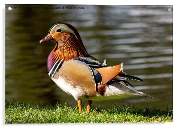 Majestic Mandarin Duck Acrylic by tammy mellor