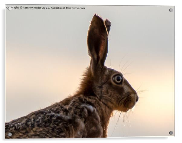 Majestic Hare in the Staffordshire Moorlands Acrylic by tammy mellor