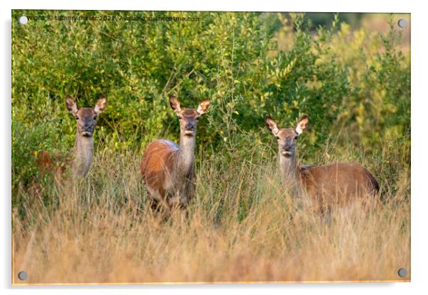 Graceful antelopes in their natural habitat Acrylic by tammy mellor