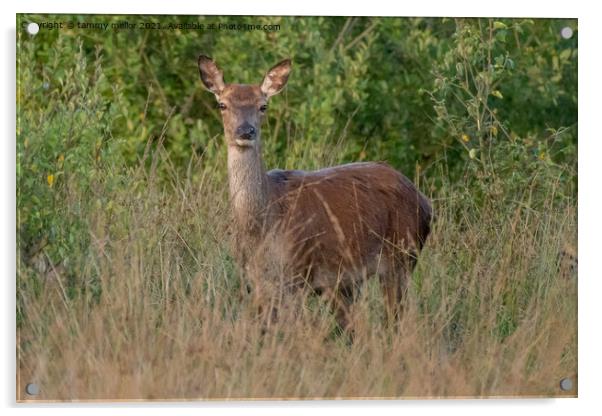 Majestic Roe Deer in Lush Moorlands Acrylic by tammy mellor