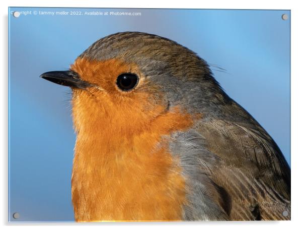 Majestic Robin in Nature Acrylic by tammy mellor