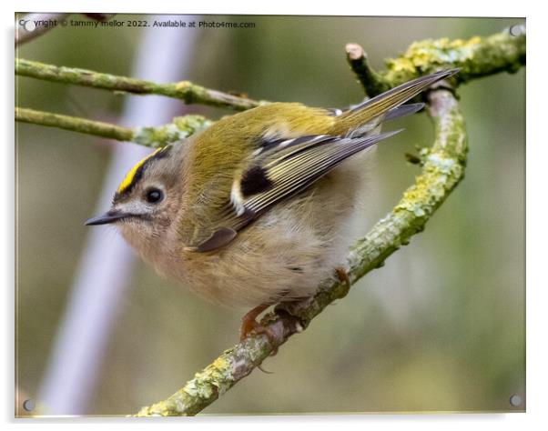 Majestic Goldcrest Sitting on a Staffordshire Tree Acrylic by tammy mellor