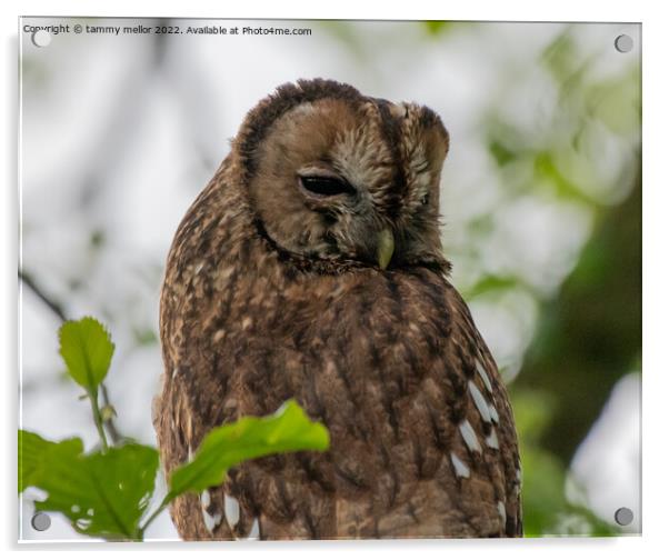 Majestic Tawny Owl Acrylic by tammy mellor