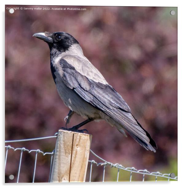 Majestic Hooded Crow Acrylic by tammy mellor