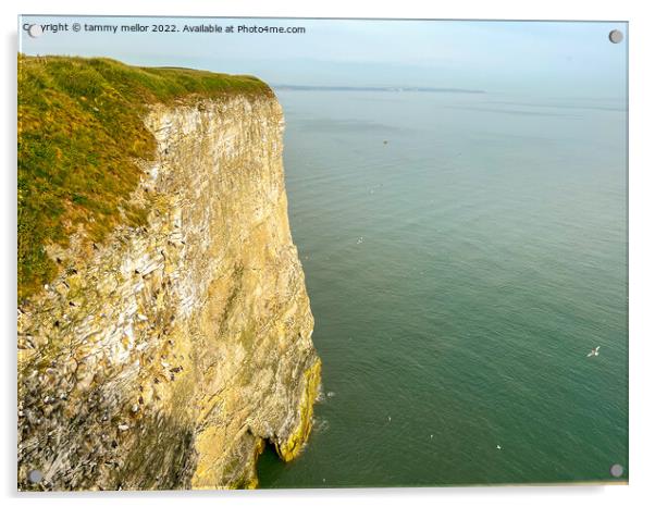 Majestic Bempton Cliffs Acrylic by tammy mellor