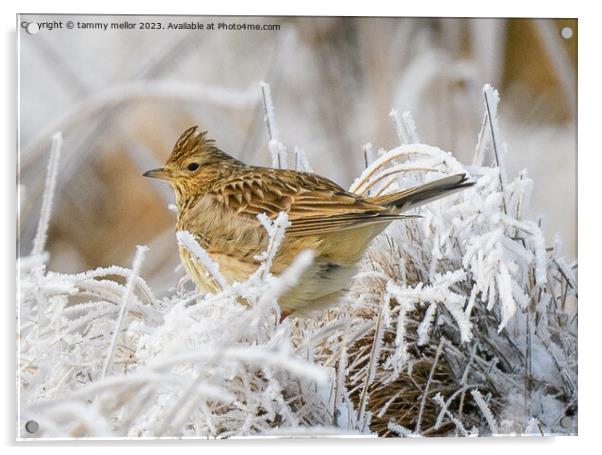 Melodic Skylark in Winter Heather Acrylic by tammy mellor