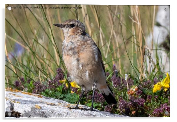 wheatear chilling in the sun Acrylic by tammy mellor