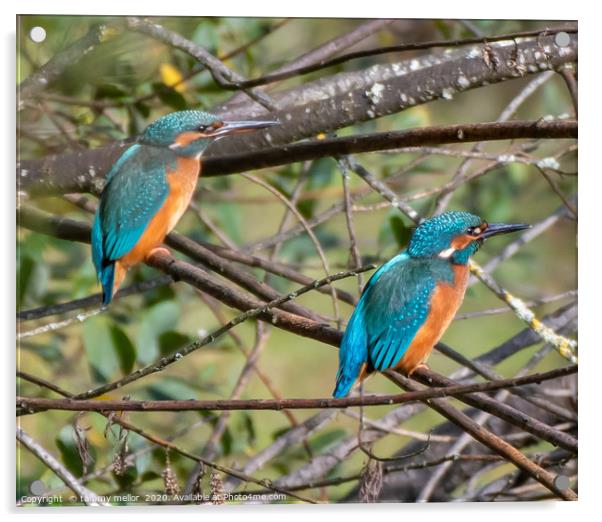 Majestic Pair of Kingfishers Acrylic by tammy mellor