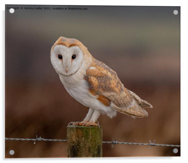 Majestic Barn Owl Acrylic by tammy mellor