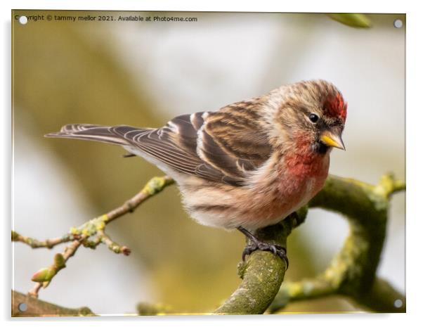 Delicate Redpoll Alights Acrylic by tammy mellor